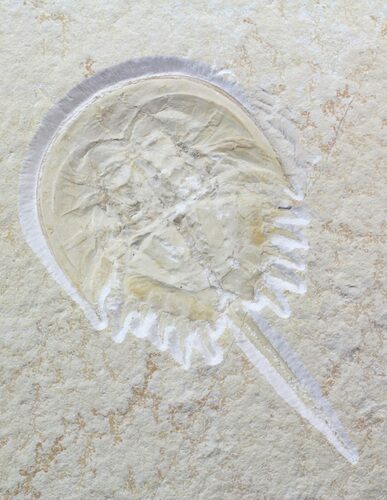 Horseshoe Crab (Mesolimulus) Fossil - Solnhofen Limestone #62646